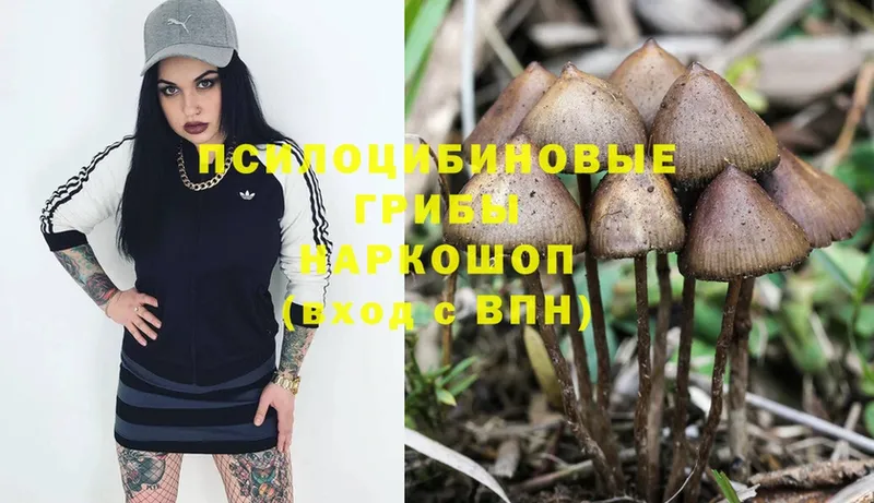 Псилоцибиновые грибы Cubensis  OMG как зайти  Дно 